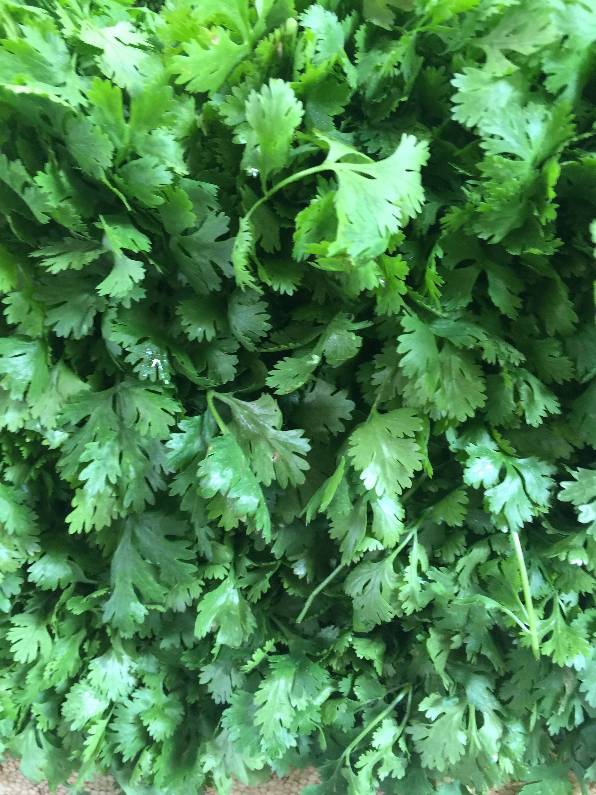 Fresh cilantro leaves, one of the five herbs in the Herb Seeds Bundle. Grow your own coriander at home with this discounted seed pack.