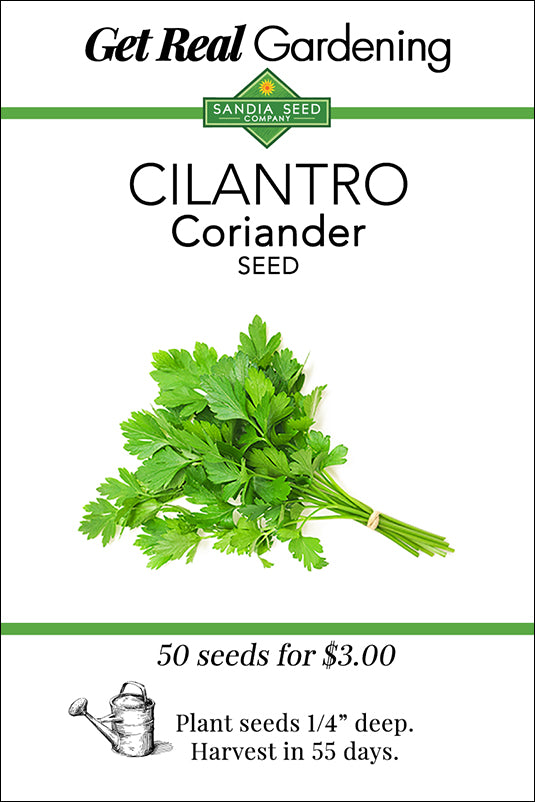 Cilantro Seeds