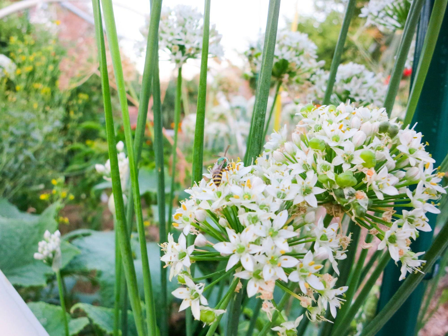 Blooming garlic chive flowers with a bee pollinating, showcasing the plant's white blossoms and garden-friendly appeal for herb enthusiasts.