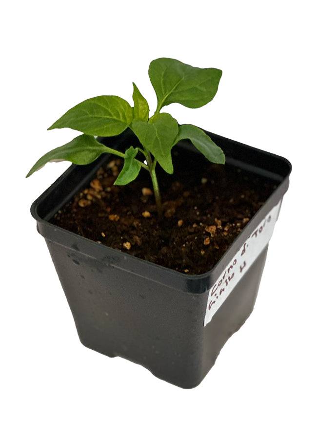 Young Corno Di Toro Giallo pepper plant seedling in a black nursery pot, perfect for home gardeners growing sweet heirloom peppers.