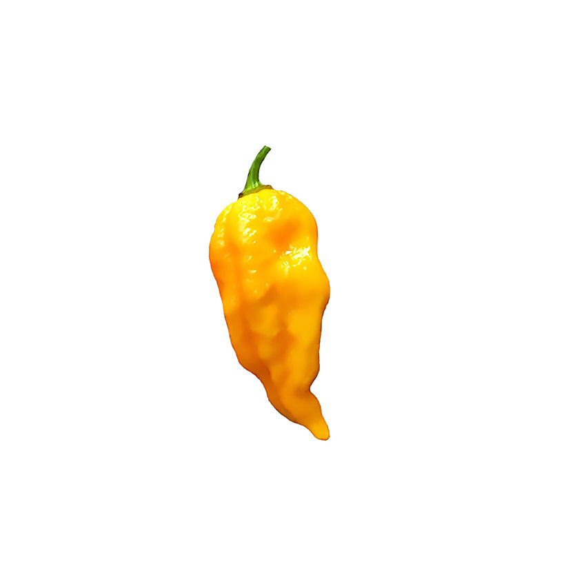 Devil's Tongue Pepper Seeds