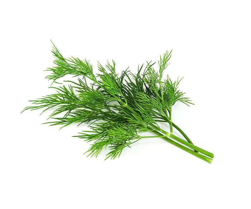 Best Dill Seeds for Pickling, Dips, Dressings and more