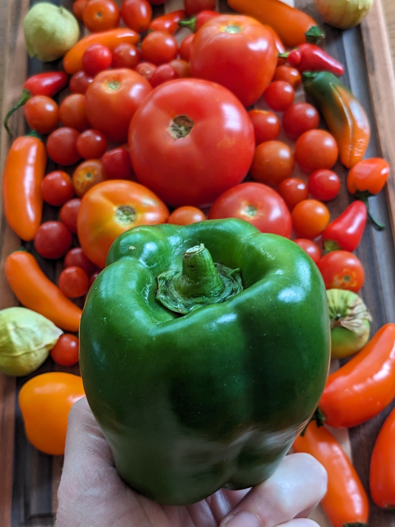 Green Cal Wonder Bell Pepper Seeds - Heirloom - Sweet & Crunchy pepper held in hand with assorted garden vegetables in the background.