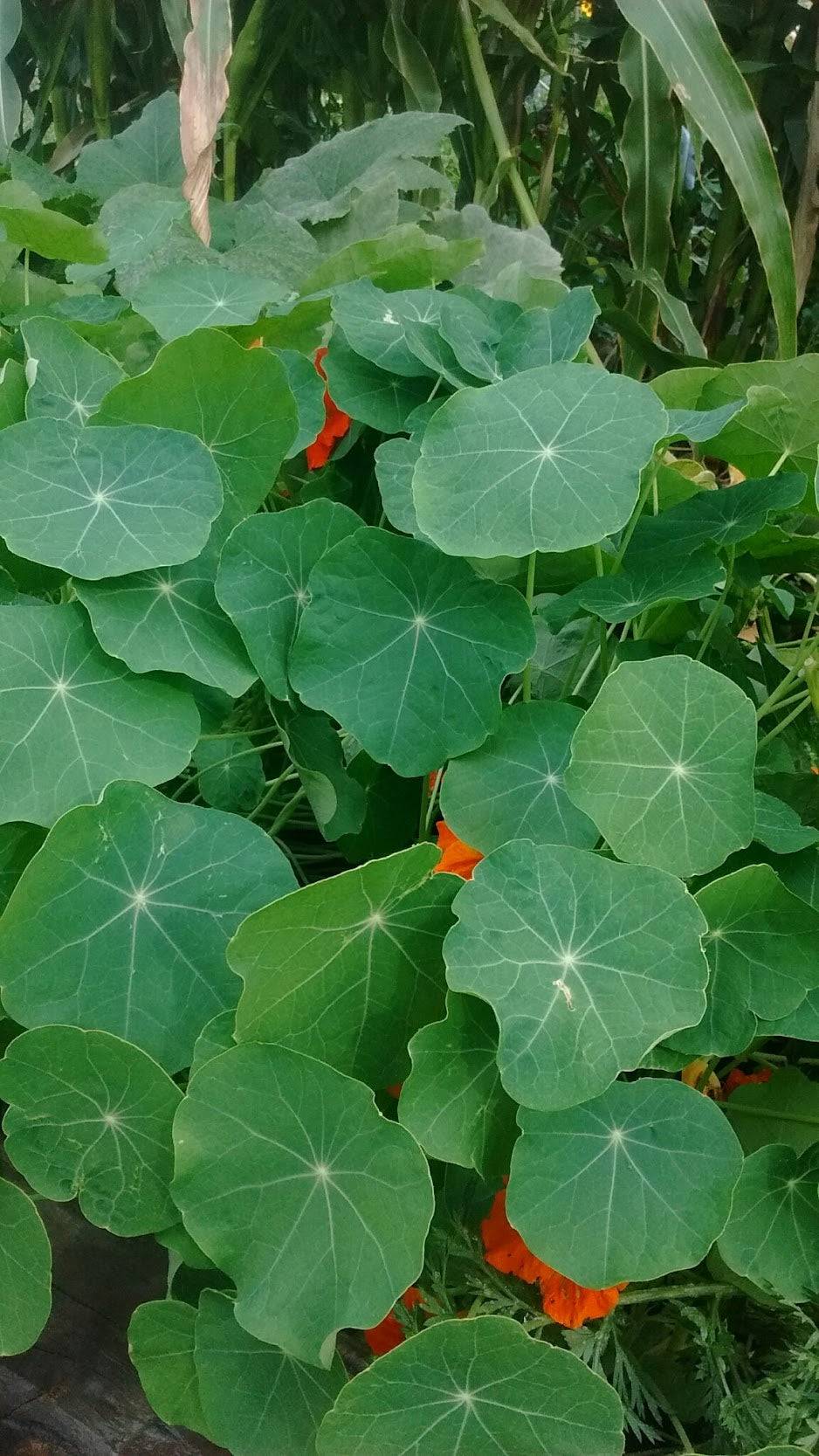 Lush green Nasturtium Jewel Mix foliage with orange edible blooms peeking through, perfect for drought-tolerant garden beds.