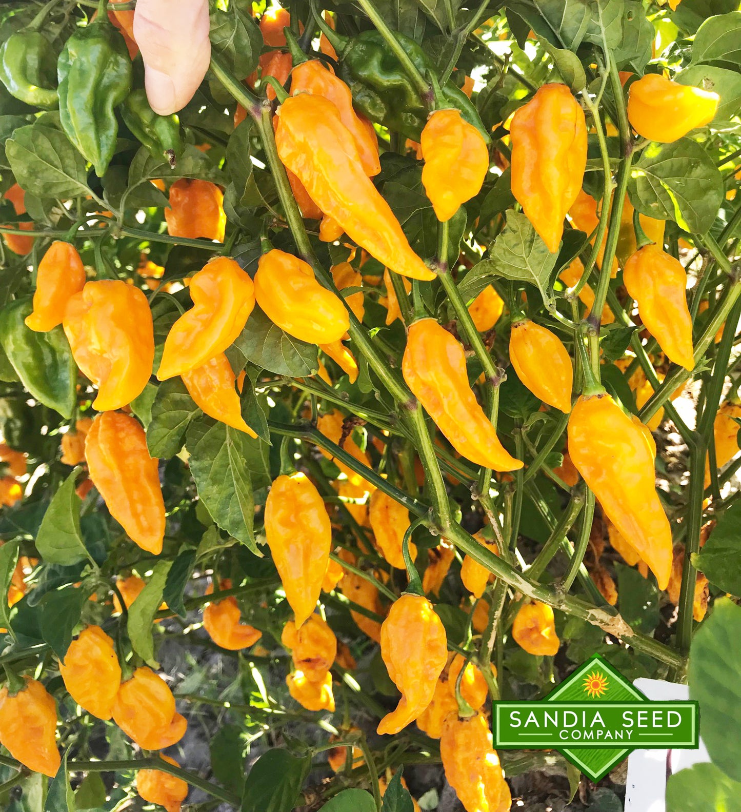 Fatalii Pepper Seeds