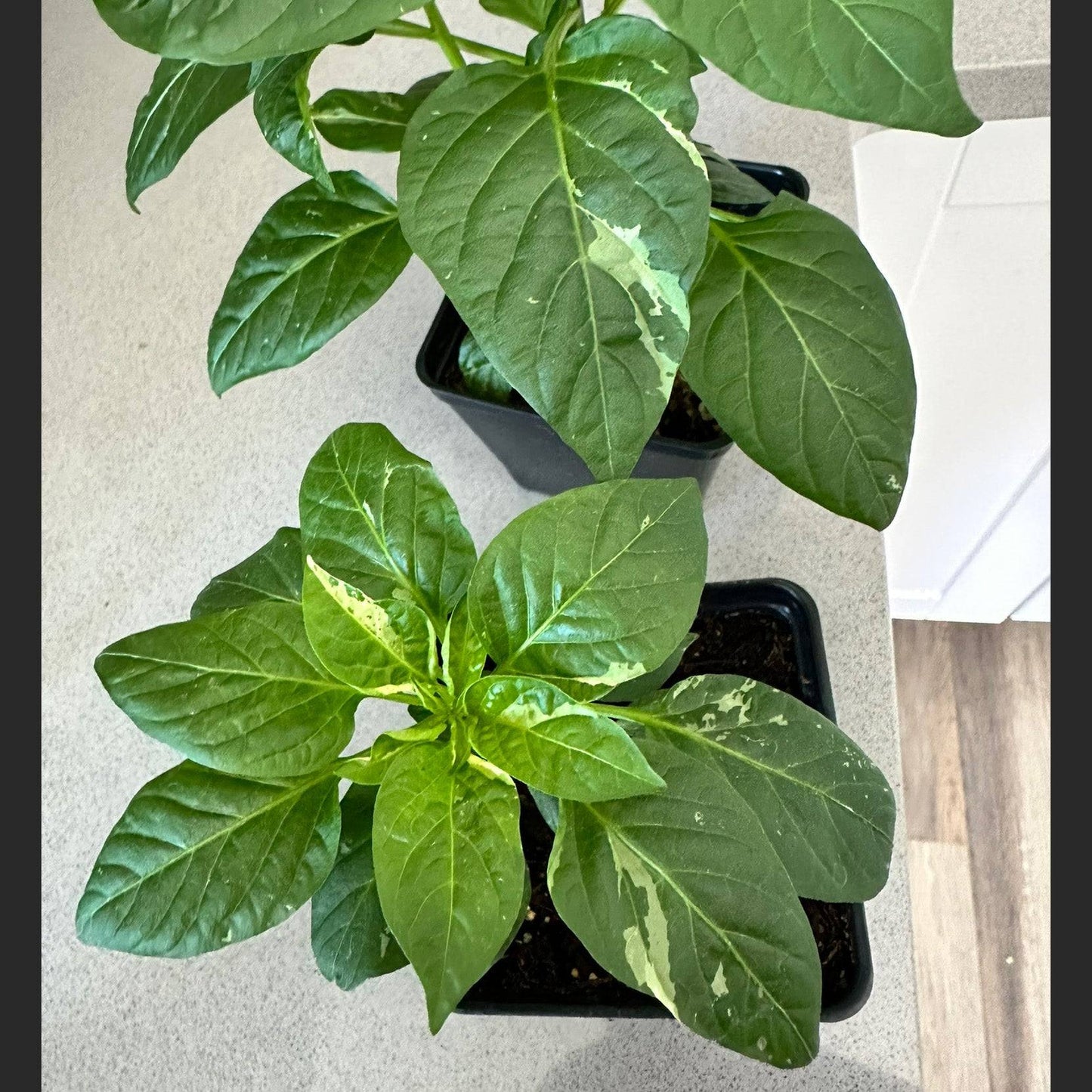 Fish Pepper Seeds - Unique Variegated Peppers - Heirloom Variety seedlings with mottled green and white foliage in black pots on a countertop.