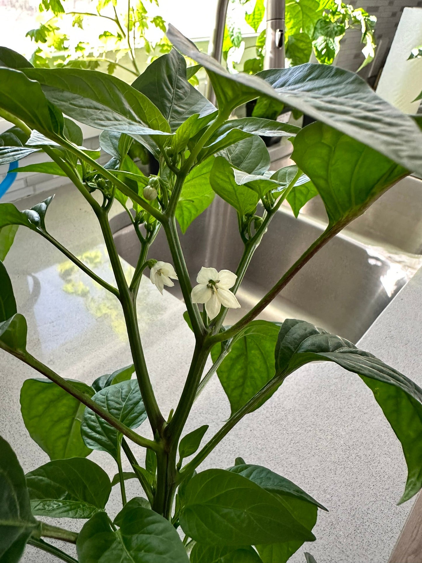 Fresno pepper plant with lush green leaves and white blossoms, thriving indoors and ready to produce spicy heirloom peppers.