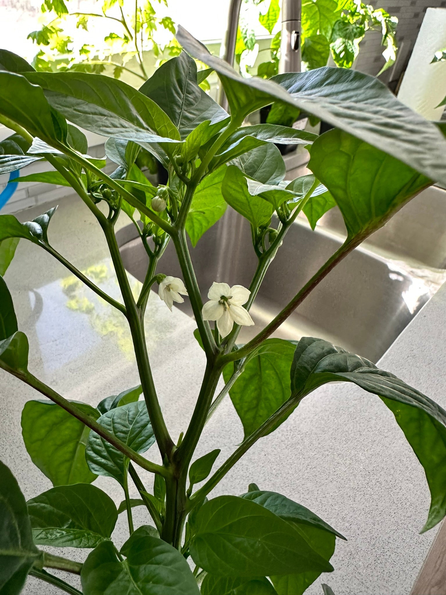 Fresno pepper plant with lush green leaves and white blossoms, thriving indoors and ready to produce spicy heirloom peppers.