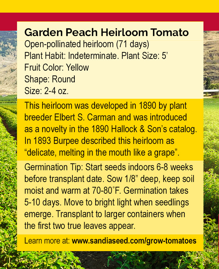 Back of Garden Peach Tomato Seeds packet detailing heirloom variety info, planting instructions, and germination tips for home gardeners.