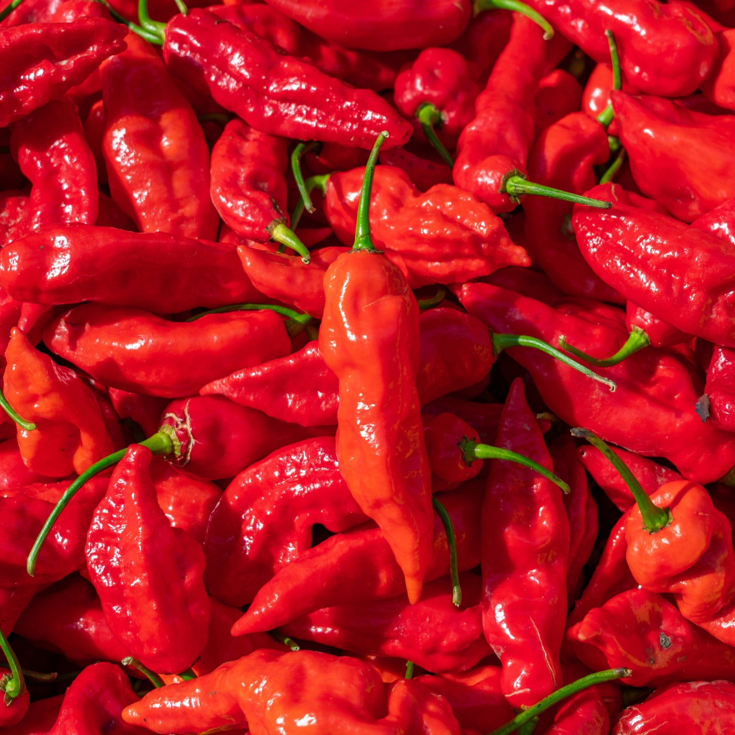 Pile of harvested red Bhut Jolokia Ghost Peppers, highlighting their glossy skin and intense red color for culinary use.