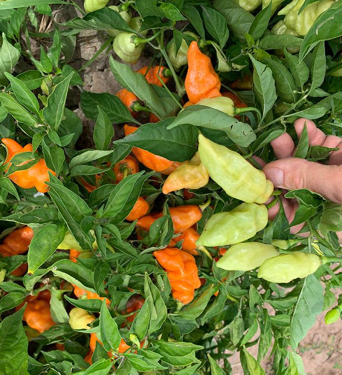 Cluster of Habanada no-heat habanero peppers in various ripening stages on the plant, perfect for sweet pepper seed enthusiasts.
