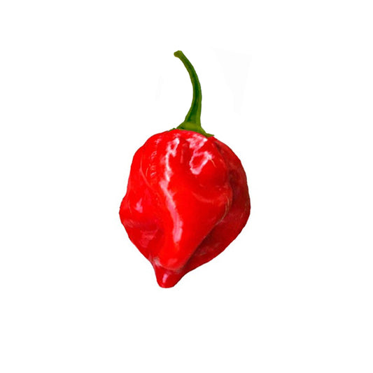 Caribbean Red Habanero pepper with glossy red skin and curved shape, ideal for showcasing extra hot pepper varieties in seed catalogs.
