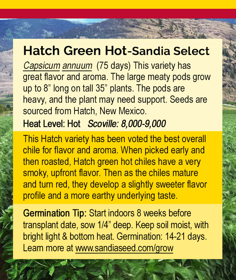 Hatch Green Hot - Sandia Select Green Chile Seeds - High Yield, Hot Flavor