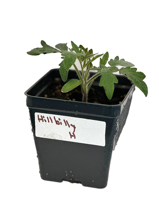 Young Hillbilly tomato plant in a labeled black nursery pot. Start your garden with Hillbilly Tomato Seeds for sweet heirloom fruits.