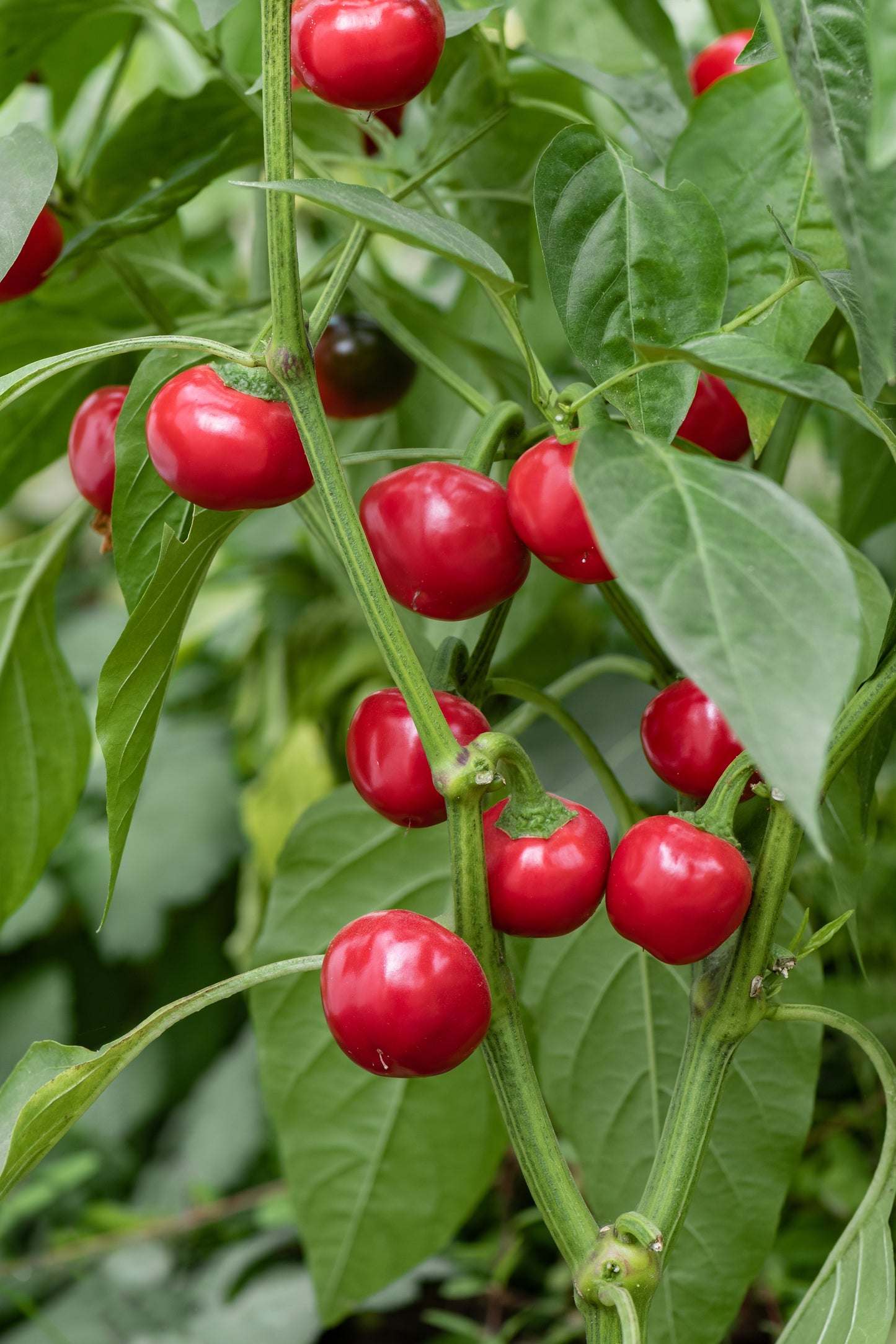 Mature Hot Red Cherry Pepper plants with ripe red peppers growing on green stems, ideal for home garden cultivation and easy harvesting.