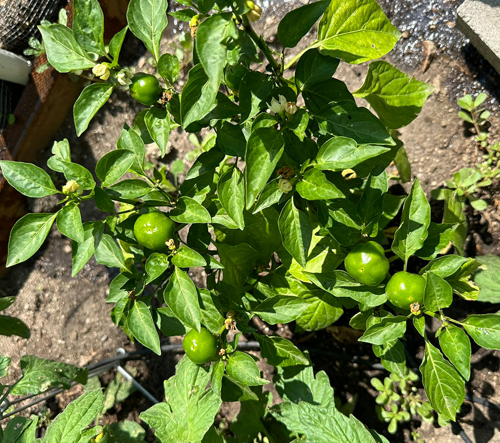 Young Hot Red Cherry Pepper plant with unripe green peppers growing in a garden bed, showing early growth stage of this easy-to-grow variety.