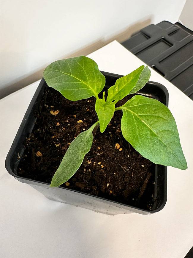 Young Hot Hungarian Wax Pepper seedling growing in a pot, ideal for home gardeners starting heirloom spicy peppers indoors.