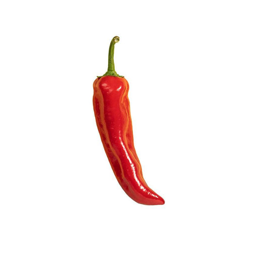 Hot Portugal Pepper Seeds - Early Maturing - Non-GMO, 65 Days; single ripe red pepper with glossy skin and green stem on white background.
