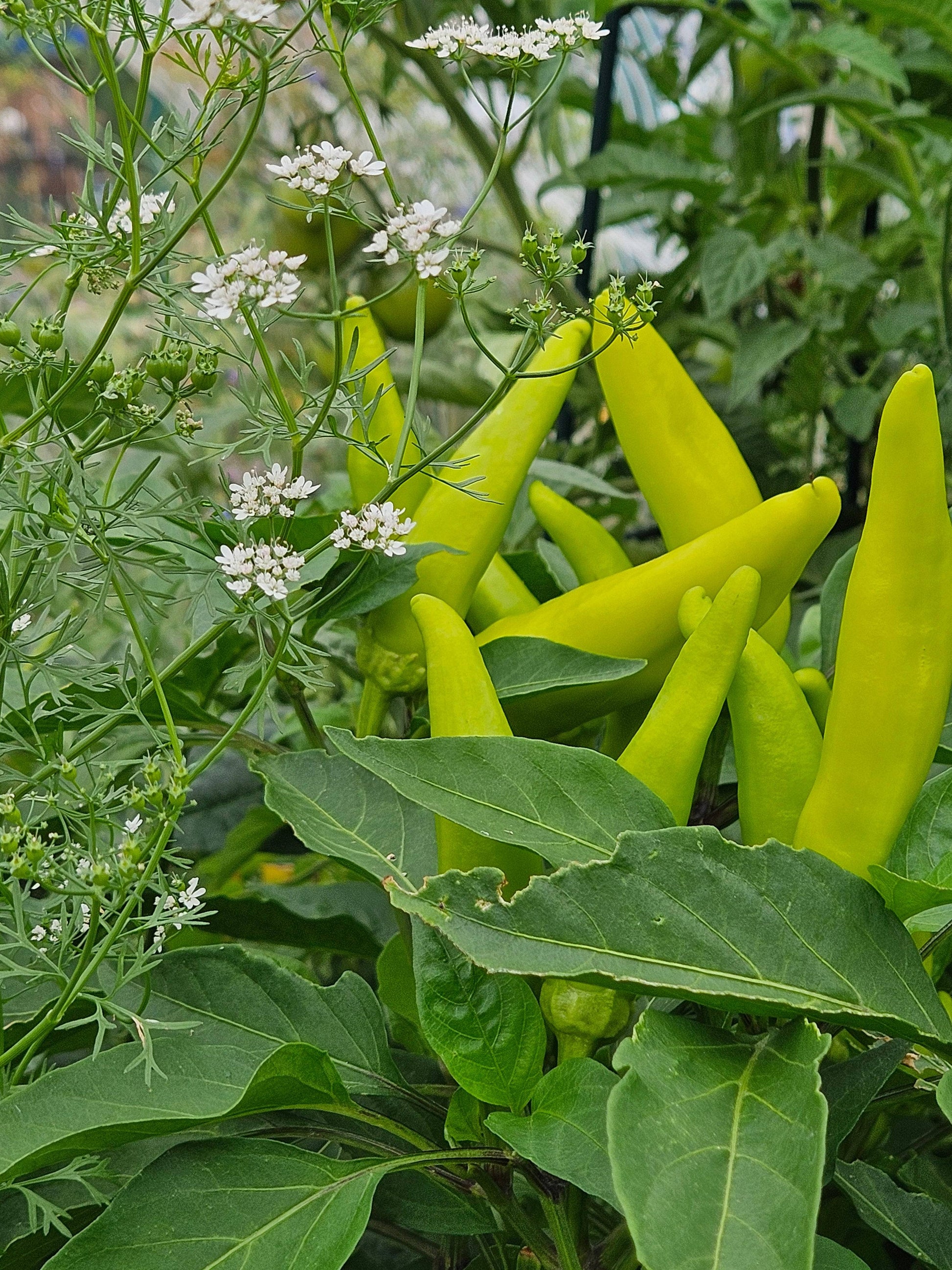 Mature Hot Hungarian Wax Pepper plants with yellow peppers growing in a garden, surrounded by green foliage and white flowers.