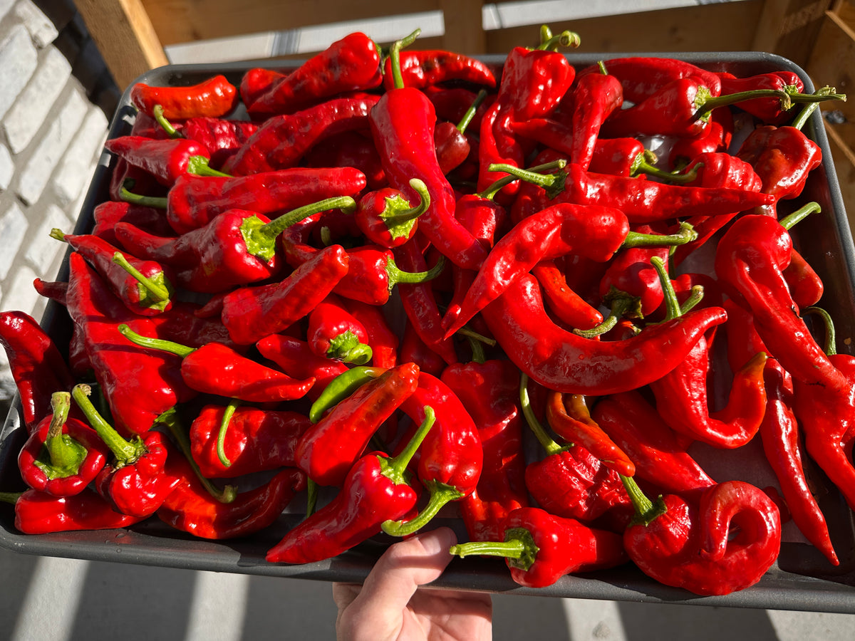 Chimayo Chile Seeds - Nice Chimayo harvest