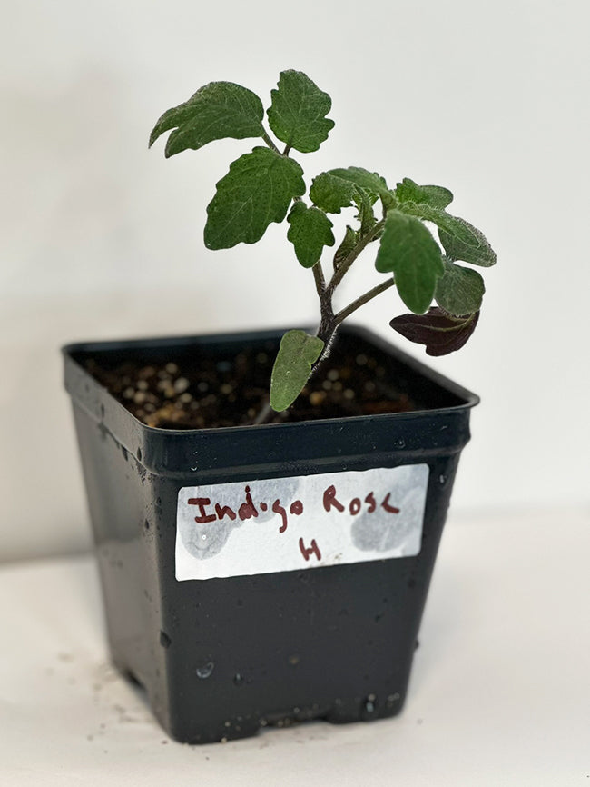 Young Indigo Rose tomato plant from Indigo Rose Tomato Seeds - Unique Purple Fruit - Open-Pollinated, growing in a starter pot for home gardening.