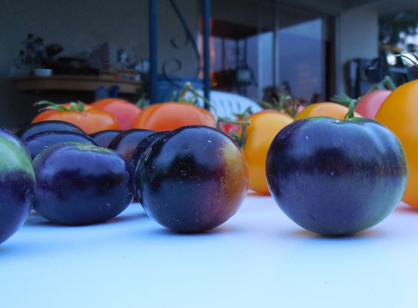 Indigo Rose Tomato Seeds - Unique Purple Fruit - Open-Pollinated yield dark purple tomatoes with anthocyanins, shown among colorful heirloom varieties.