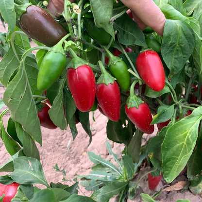 Jalapeño NuMex Jalmundo Pepper Seeds