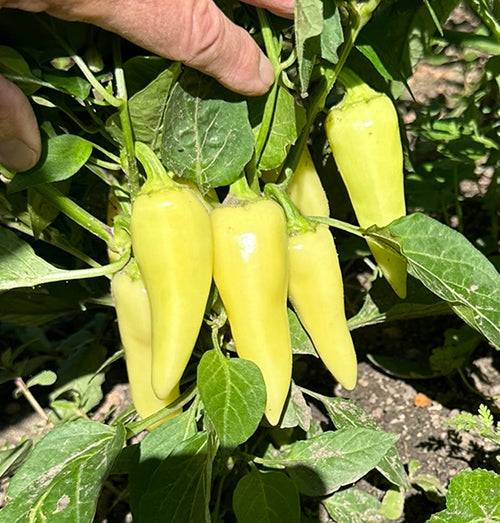 Cluster of Jalapeño Jaloro peppers growing on a plant, showcasing disease-resistant yellow fruits in a garden setting.