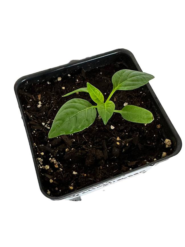 Young Jamaican Hot Yellow Pepper seedling in a pot, ideal for starting spicy heirloom peppers indoors before transplanting to the garden.