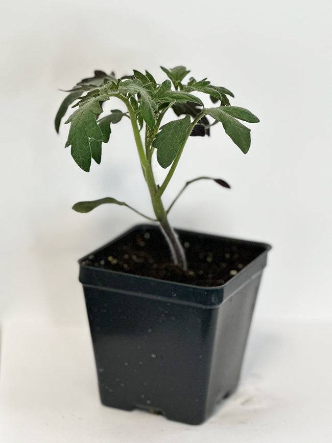 Young Jet Star F1 tomato plant in a black nursery pot, showing healthy green leaves. Grown from easy-to-grow hybrid seeds for home gardening.