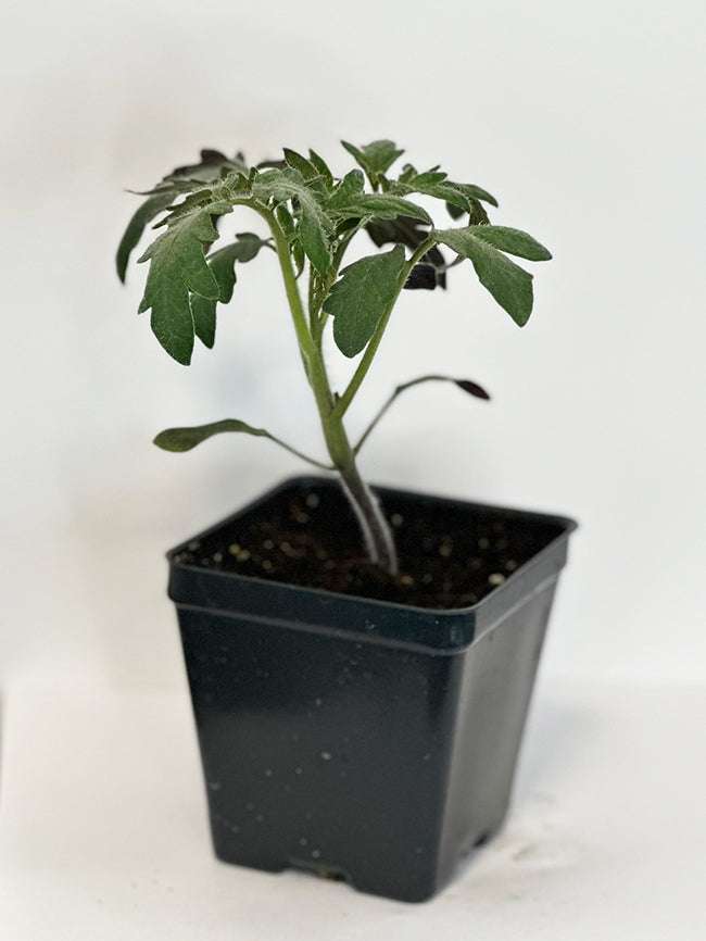 Young Jet Star F1 tomato plant in a black nursery pot, showing healthy green leaves. Grown from easy-to-grow hybrid seeds for home gardening.