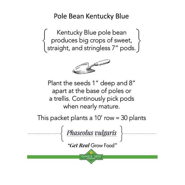 Three Sisters Garden Seeds - Companion Trio - Corn, Bean, Squash pole bean info card describing Kentucky Blue growth habits and harvest tips.