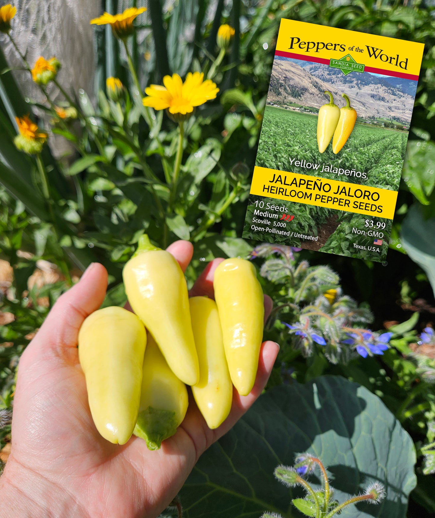 Hand holding freshly harvested Jalapeño Jaloro peppers with seed packet, highlighting heirloom yellow pepper seeds for home gardens.