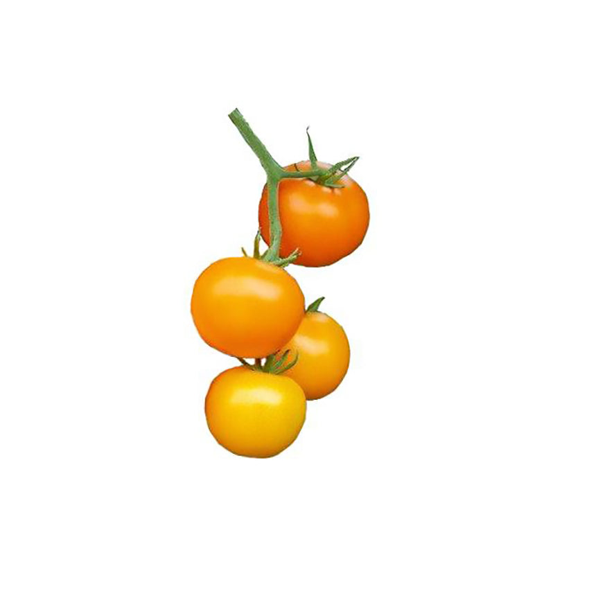 Mini Orange Tomato Seeds - Delicious Heirloom Tomatoes - Citrusy; ripe orange cherry tomatoes on vine, ideal for home garden harvests.