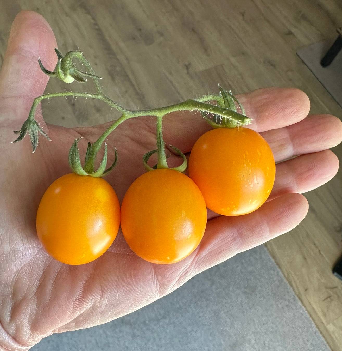 Mini Orange Tomato Seeds - Delicious Heirloom Tomatoes - Citrusy; three ripe mini orange tomatoes held in hand, showcasing size and color.