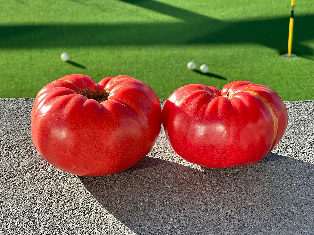 Two large Mortgage Lifter heirloom tomatoes with deep pink skin and ribbed texture, displayed outdoors in natural sunlight.