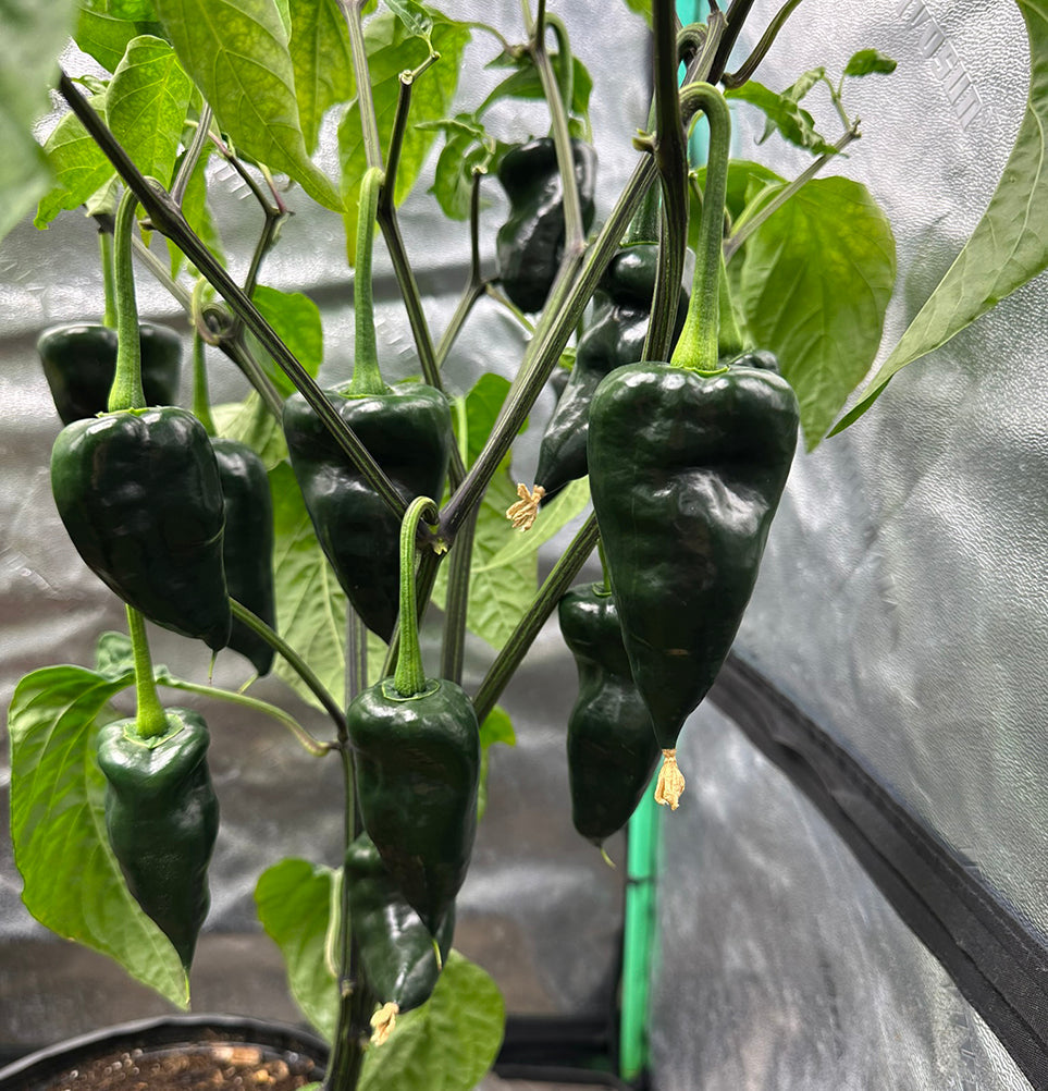 Mulato Isleño Seeds - Chocolate Poblano peppers maturing on indoor plant, showcasing lush green pods and compact garden growth.