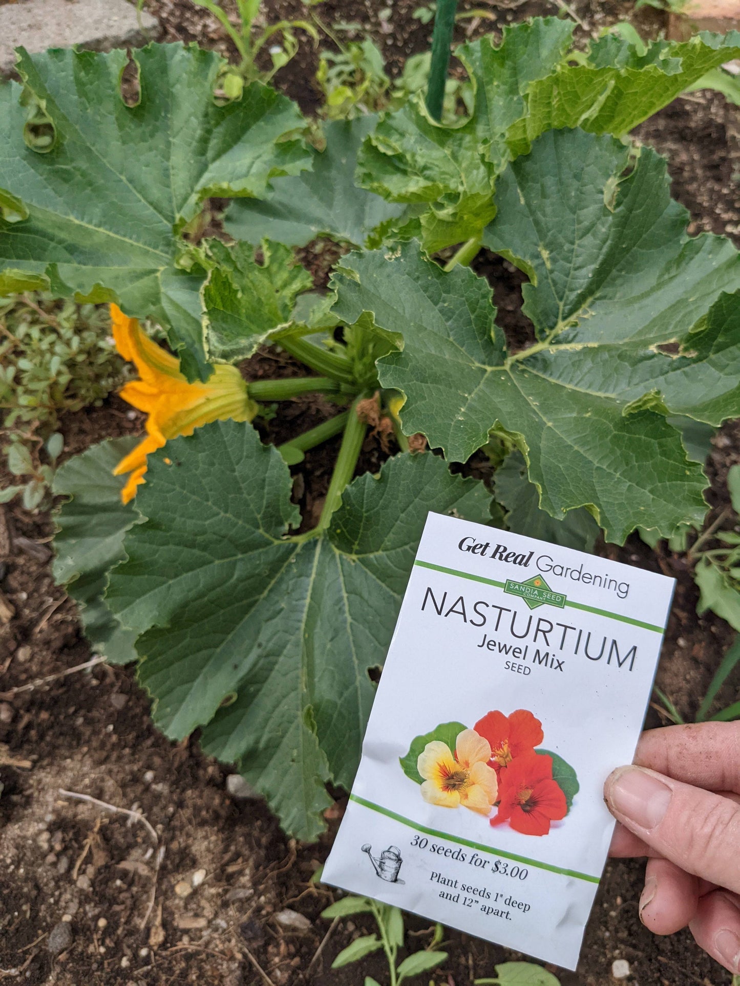 Hand holding Nasturtium Jewel Mix Seeds packet near zucchini plant in garden, showcasing companion planting and edible flower use.