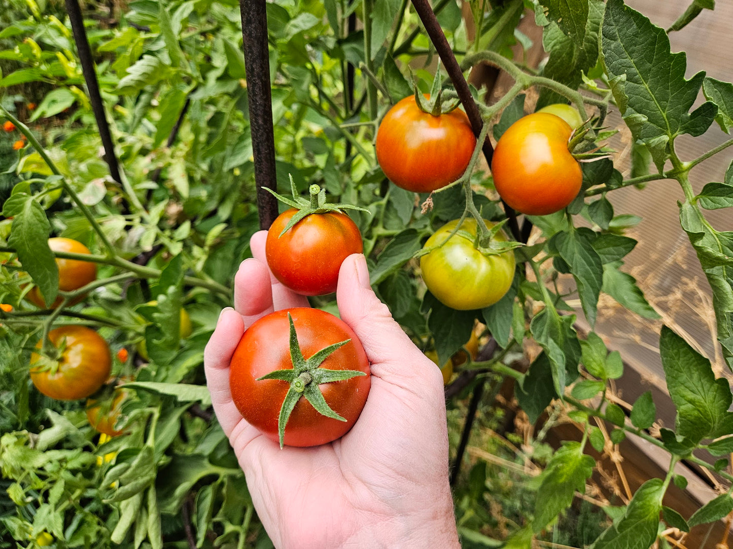New Yorker tomatoes growing on a vine with a hand holding a ripe fruit, demonstrating determinate growth and early harvest readiness.
