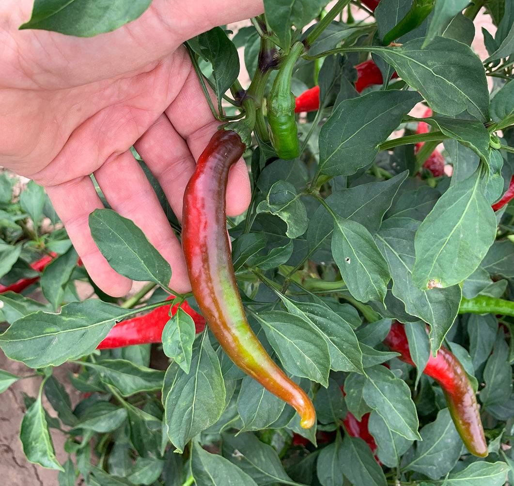 Partially ripened Cayenne NuMex Las Cruces pepper on plant, showing transition from green to red, ideal for home garden harvesting.