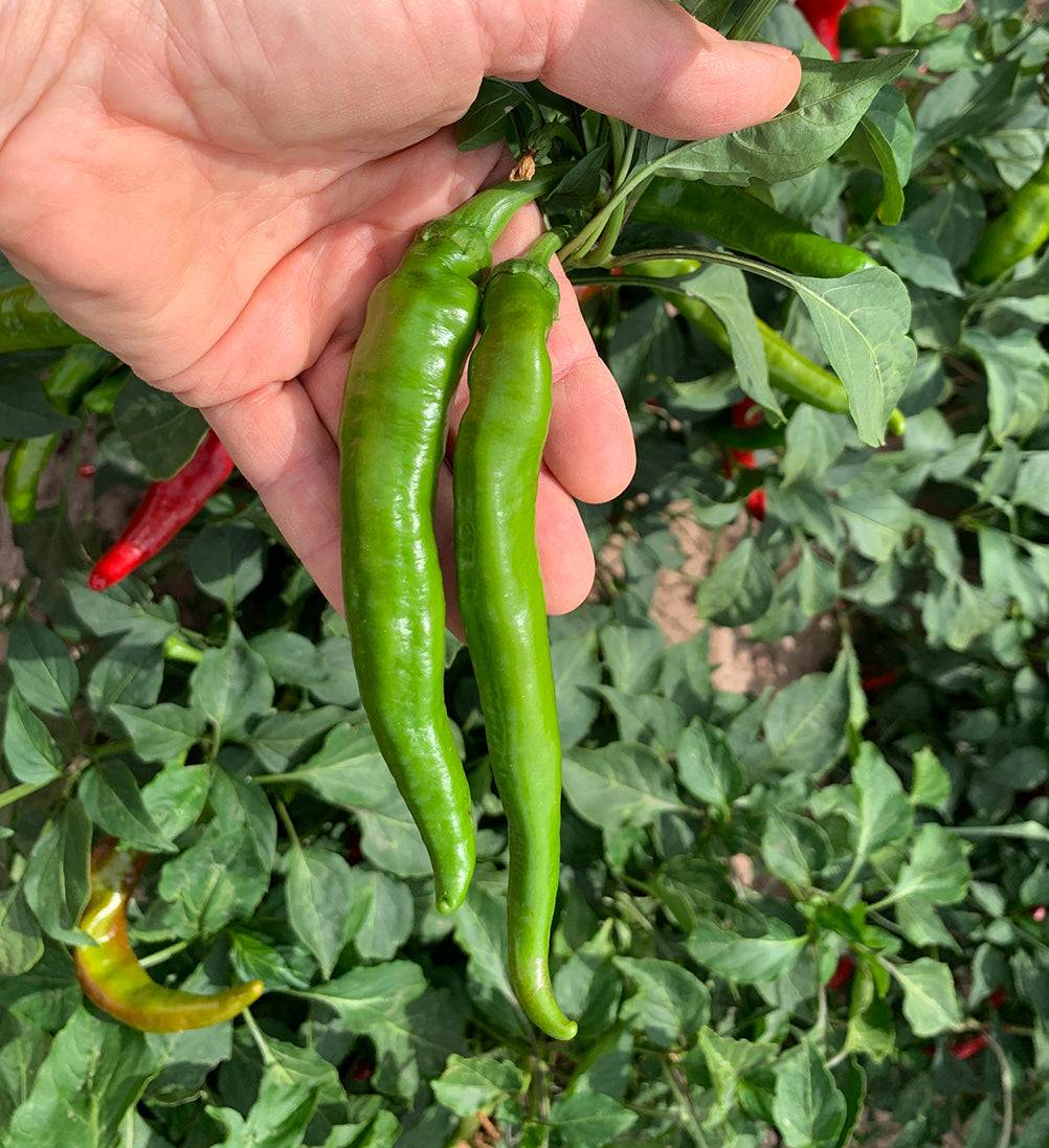 Unripe green Cayenne NuMex Las Cruces peppers growing on plant, showcasing early stage of high-yield pepper development.