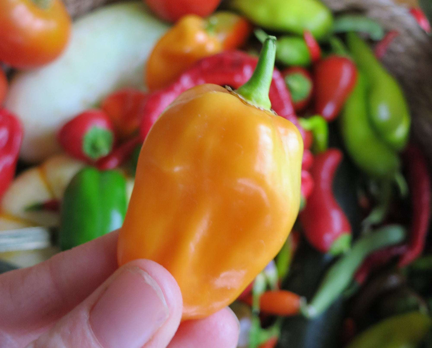 Hand holding a fresh Habanero Orange pepper with a colorful background of mixed peppers, showcasing its vibrant hue and extra hot profile.