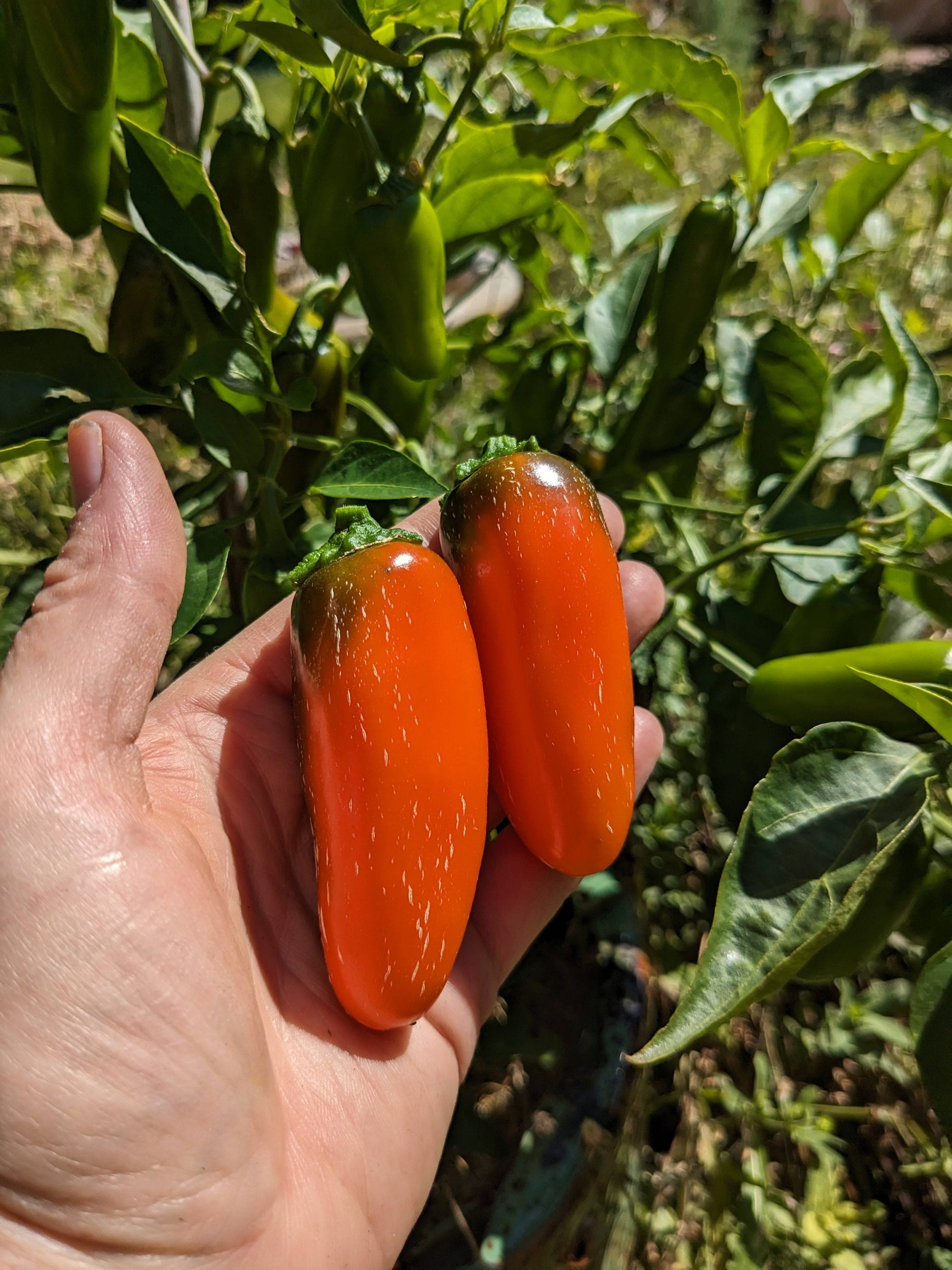 Freshly harvested NuMex Orange Spice jalapeños held in hand. These early harvest peppers are ideal for spicy garden-to-table recipes.