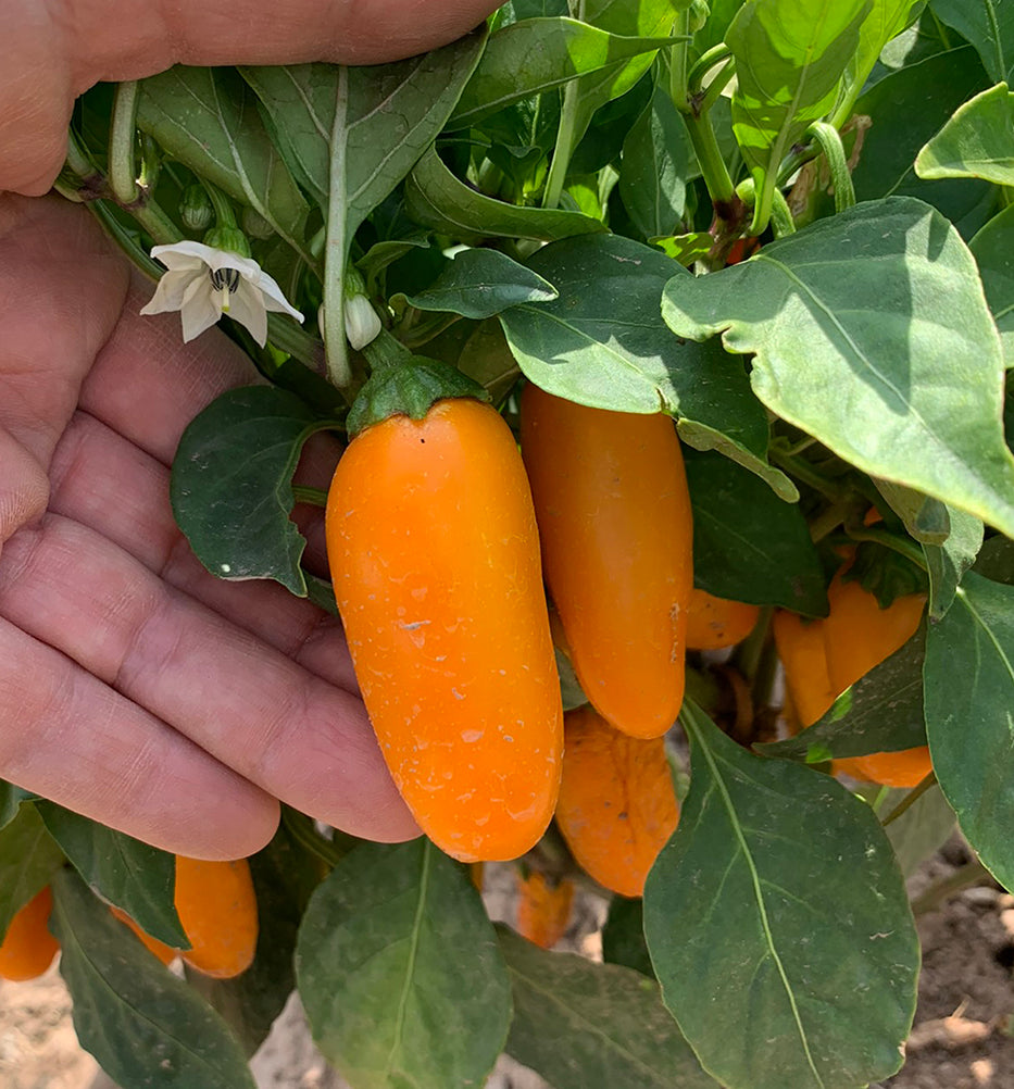 Ripened NuMex Orange Spice jalapeño on plant with water droplets. A vibrant, spicy pepper variety perfect for early harvest gardens.