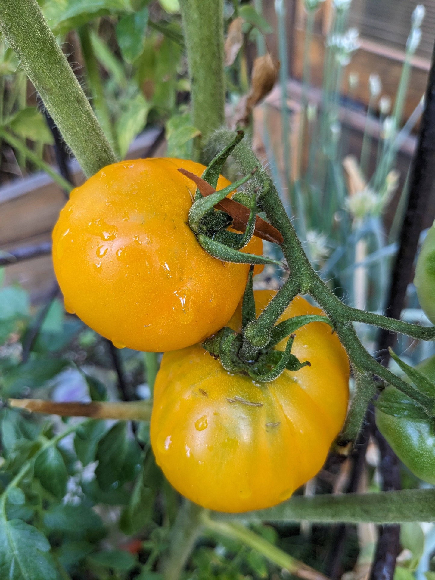 Two ripe Chef's Choice Orange F1 Tomatoes growing on the vine, highlighting their vibrant orange color and indeterminate growth habit.