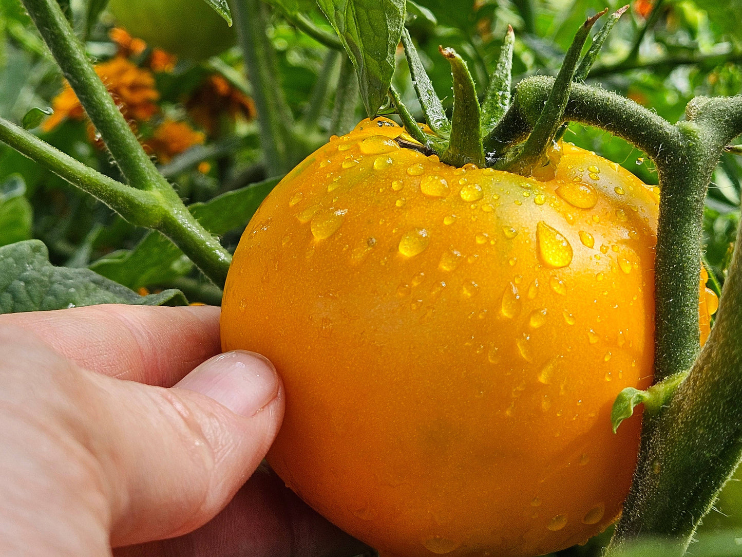 Hand holding ripe Chef's Choice Orange F1 Tomato on the vine, showcasing juicy, disease-resistant fruit in a home garden setting.