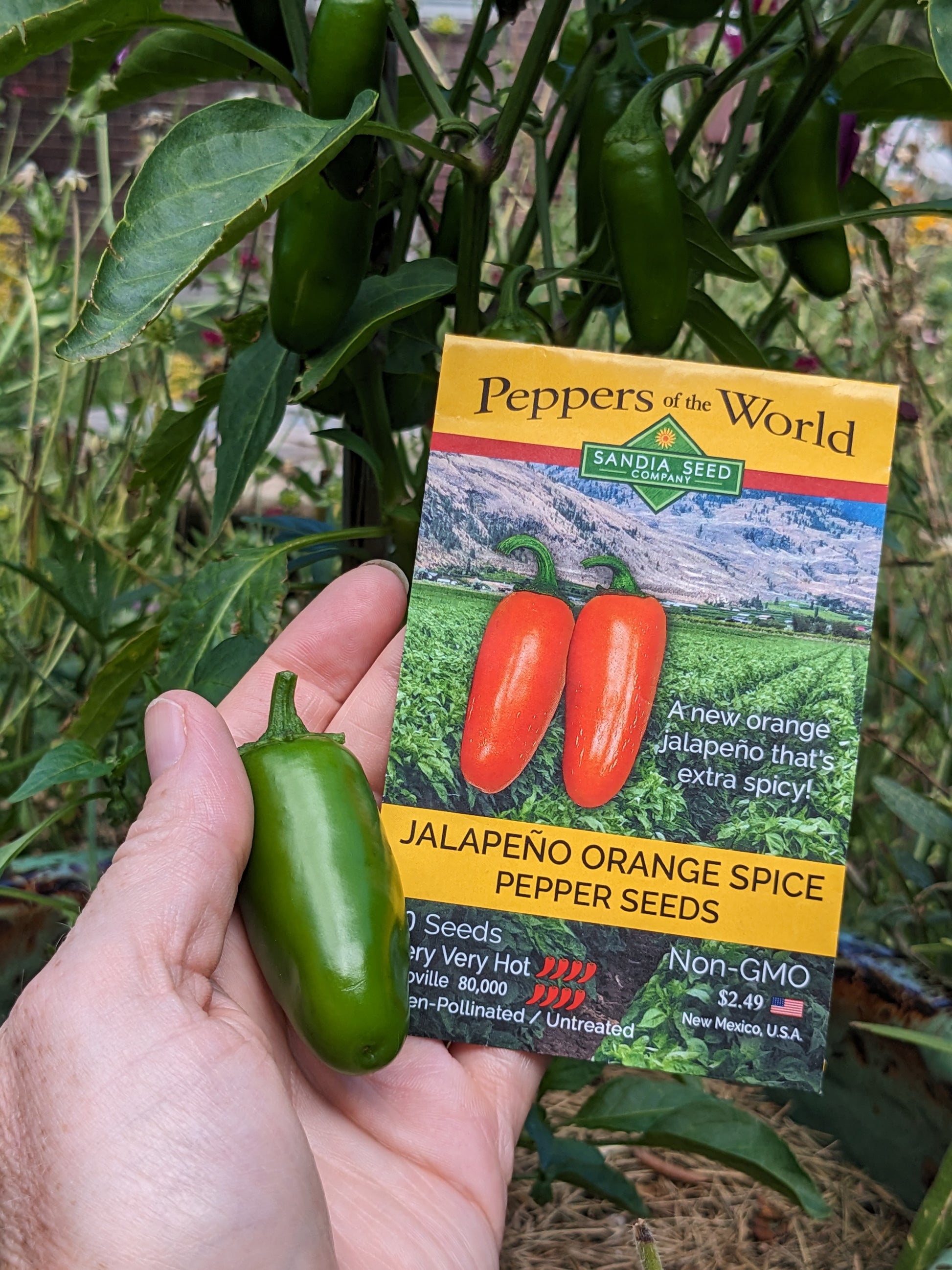 Green jalapeño beside NuMex Orange Spice seed packet in garden. Showcases seed packaging and pepper growth stage for home growers.