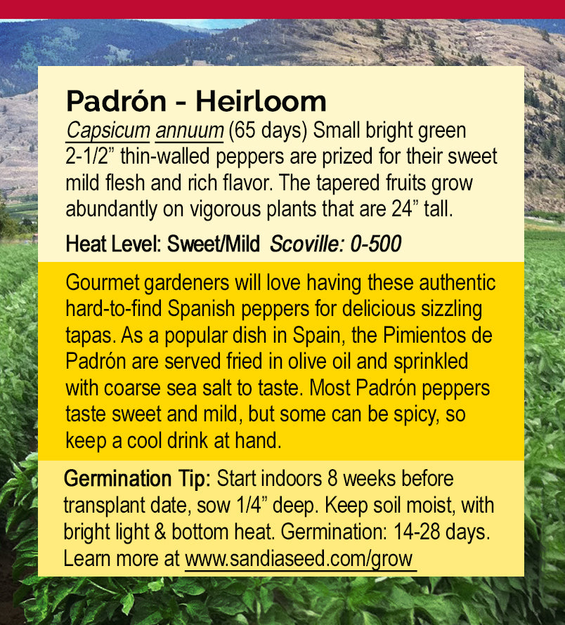 Padrón Pepper Seeds - Spanish Gourmet Sweet Heirloom - Quick & Productive
