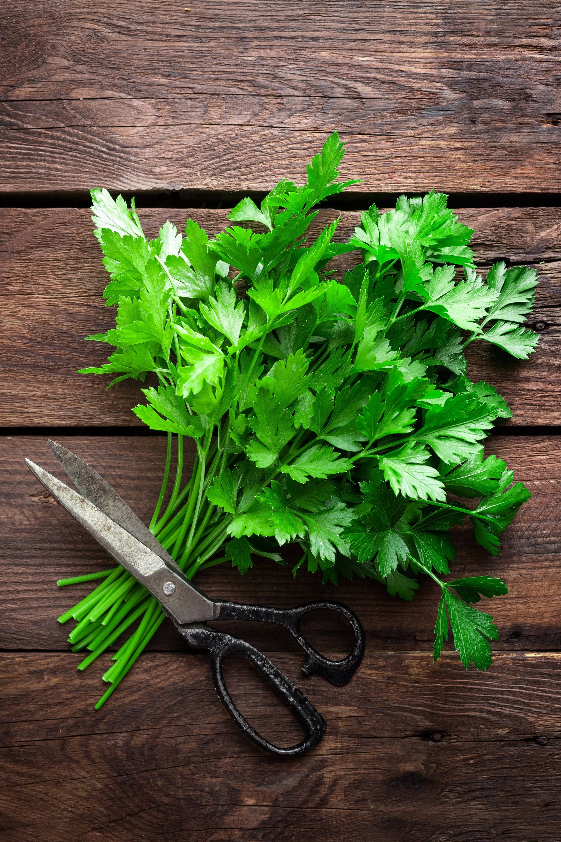 Freshly harvested Italian parsley with scissors on wooden table. Included in the Herb Seeds Bundle for home gardening.