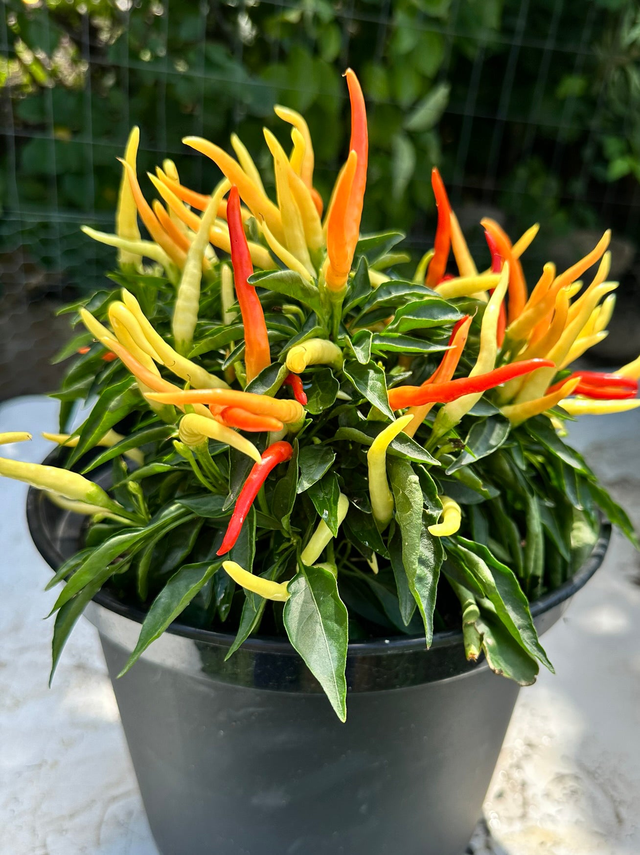 Ornamental Colors Pepper Seeds - 6-Pack Discount Sale - For Patio Decor - Purple, Yellow, Orange and Pastels